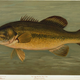 Illustration for article titled Fishes of North America That are Captured on Hook and Line